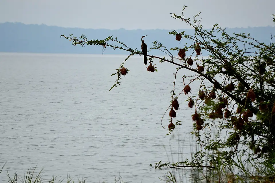 The watcher - Flickr - askmeaks