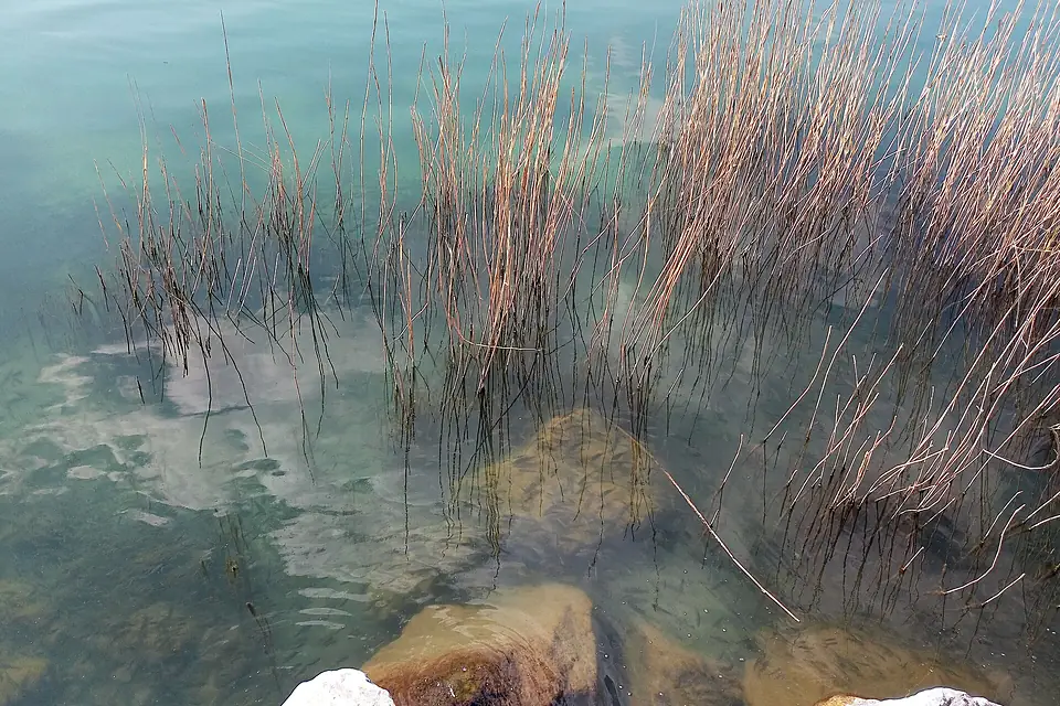 Fishs in the iznik