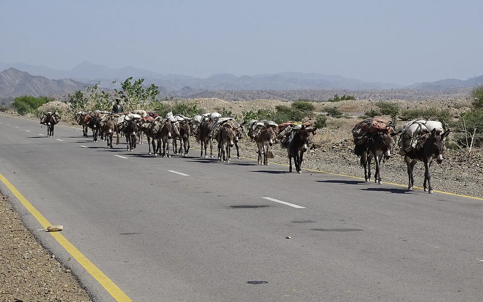 Donkeys with salt from Lake Assale (Karum) in Ethiopia