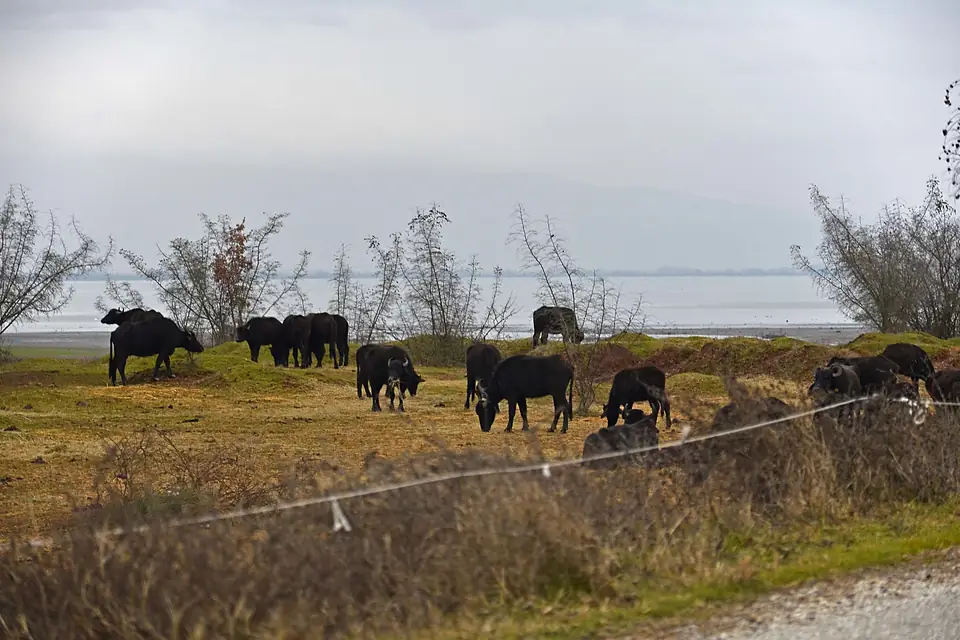 Buffallos by the lake