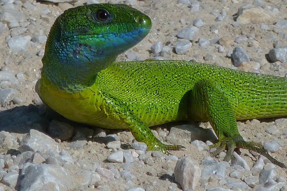 Balkan Green Lizard Lake Langadas area