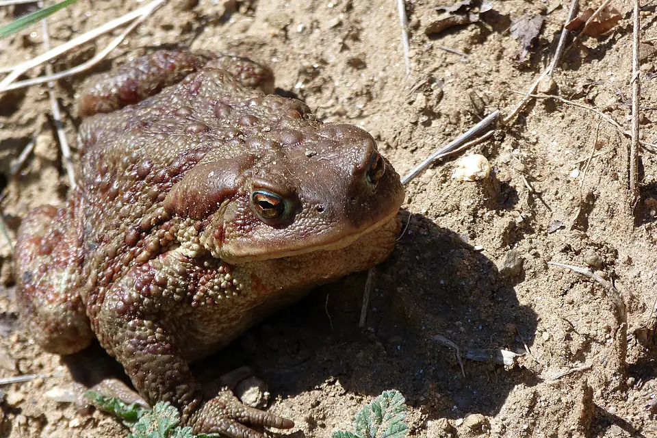 Common toad Lake Langadas area