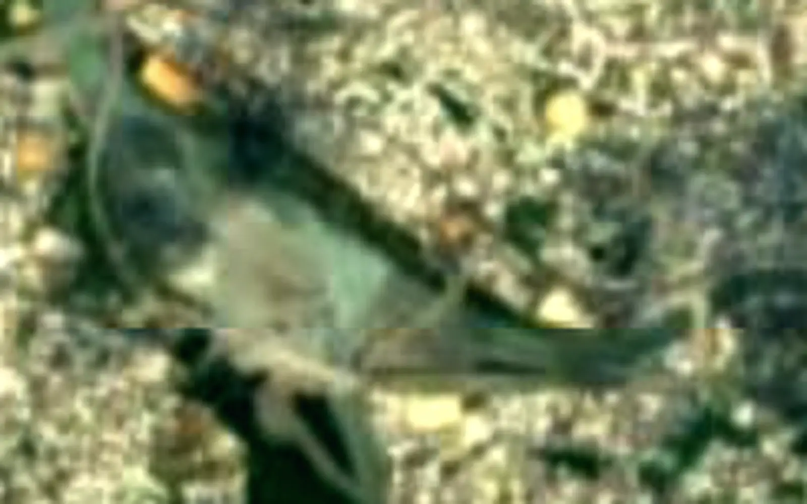 Lake Man seen from space (Sentinel-2)
