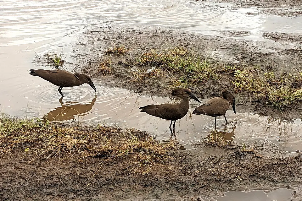 2024-06-11 Manyara birds 094650703
