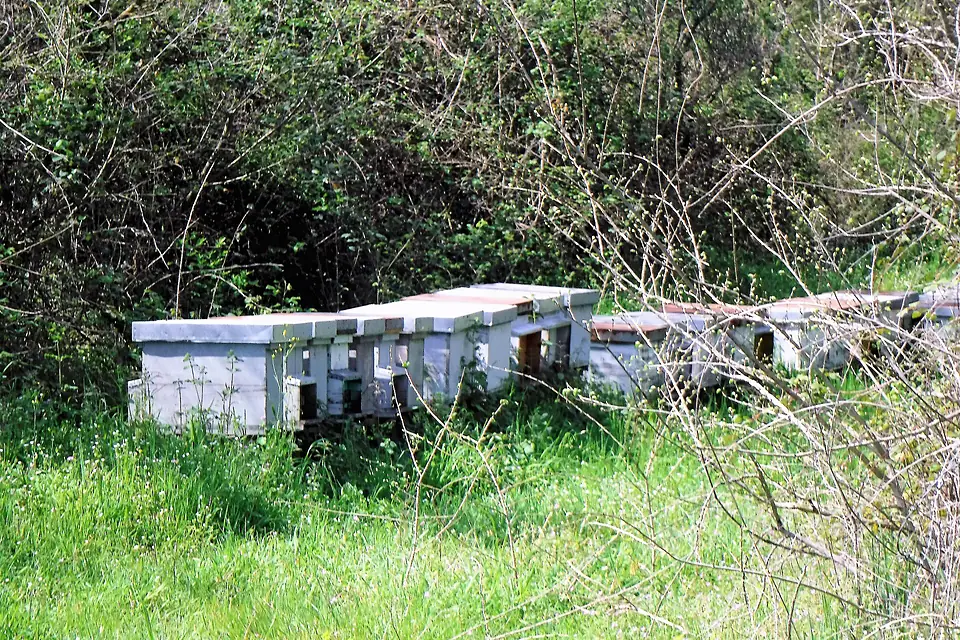 Bee houses, Lake Martignano, Rome