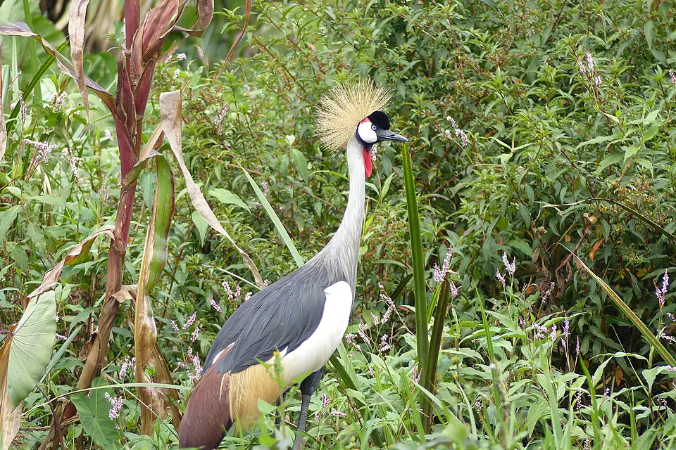 Balearica regulorum at Lake Mutanda