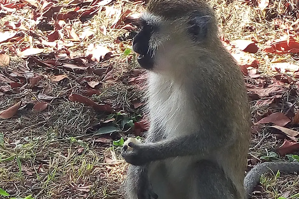 How lovely this monkey is!