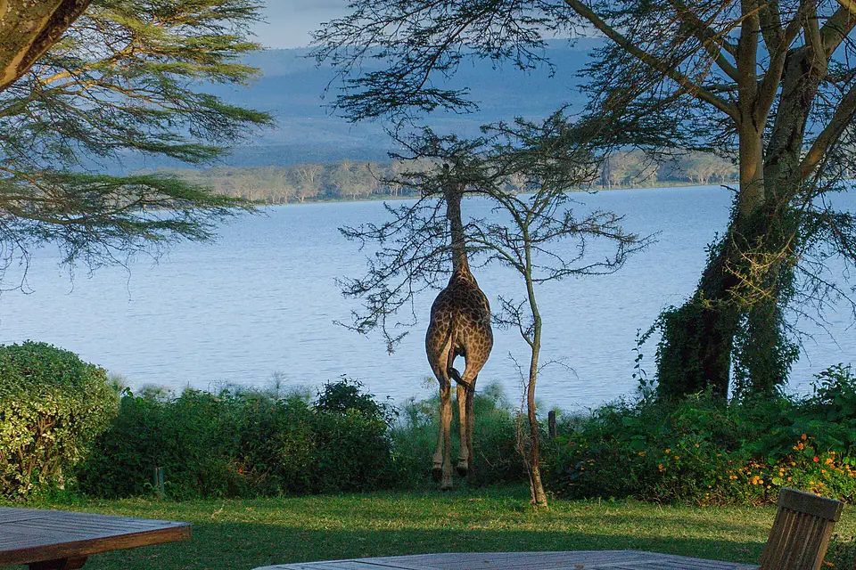 A Visitor at Breakfast, Elsamere Lodge, Naivasha (46980568444)