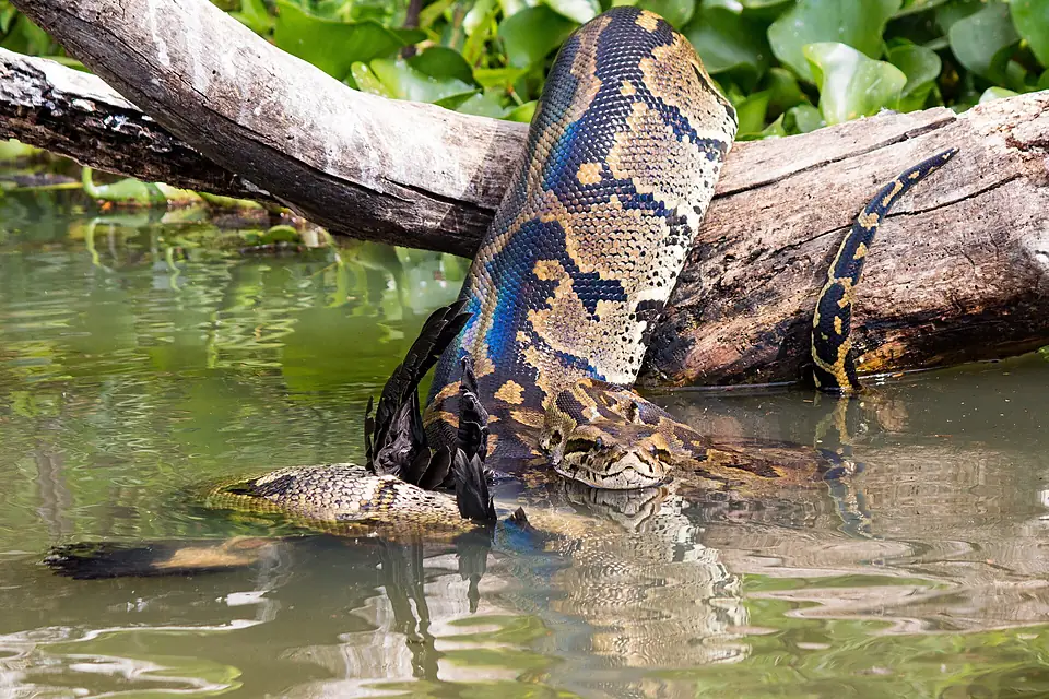African Rock Python constricting a Cormorant, Lake Naivasha, Kenya