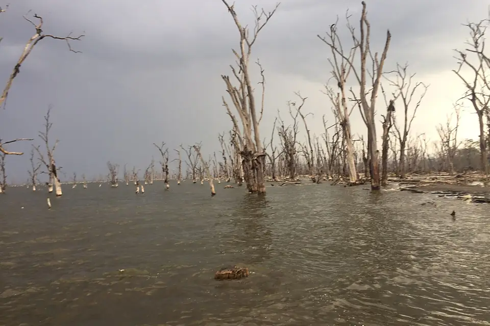 Apocalyptic lakeshore scene - Lake Nakuru