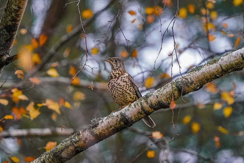 081 Wild Mistle thrush singing in autumn at Lake Neuchâtel Photo by Giles Laurent