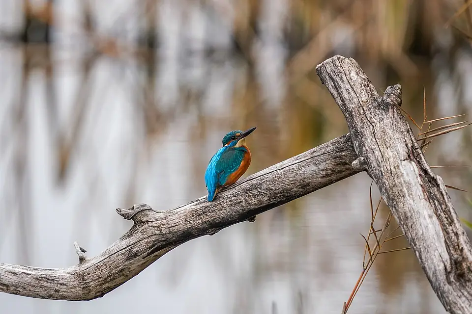 082 Wild Common Kingfisher at Lake Neuchâtel Photo by Giles Laurent