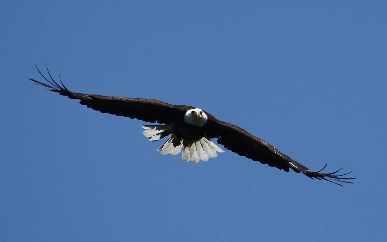 Bald Eagle soaring over Lake Nipissing (5924846418)