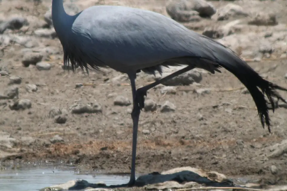 Anthropoides paradiseus -Etosha National Park, Namibia-8