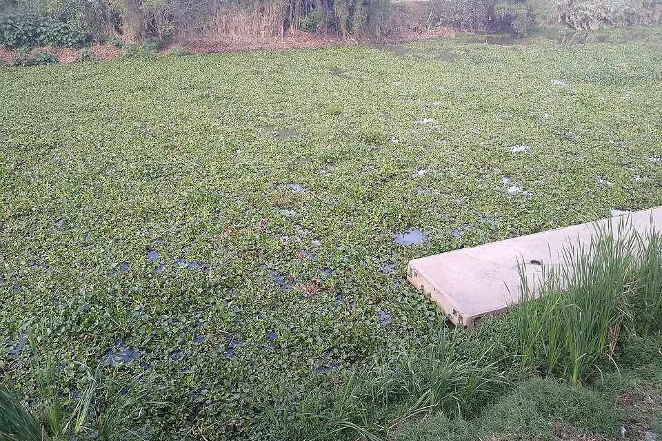 Eutrofización en Lago de Pátzcuaro 01