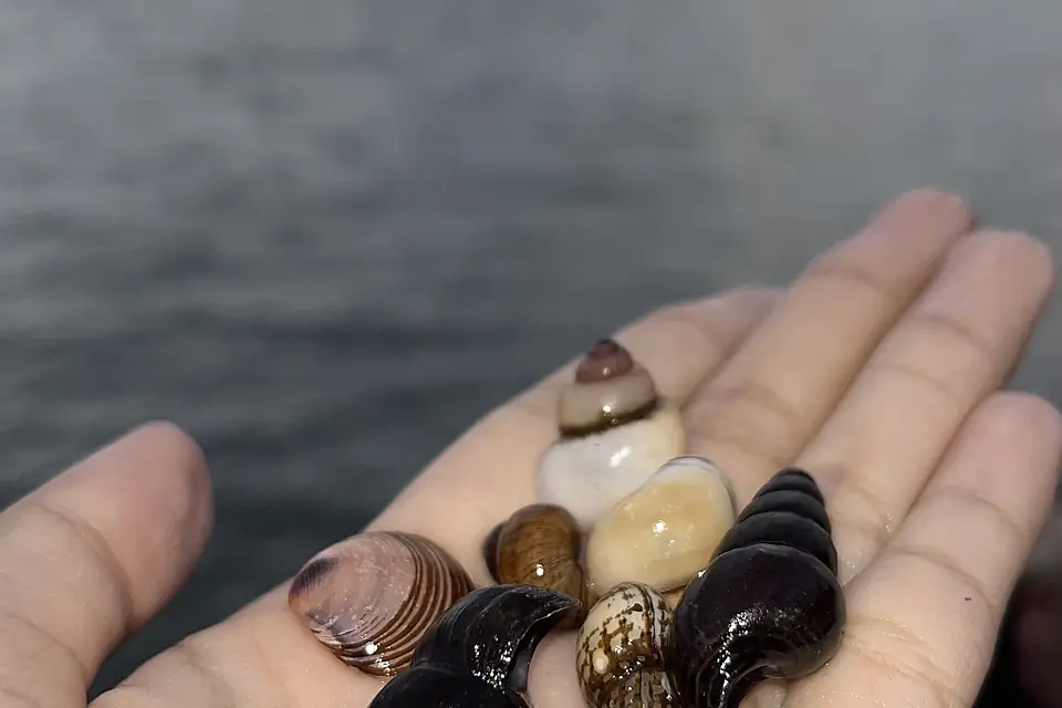 Cangkang Kerang Danau Ranau