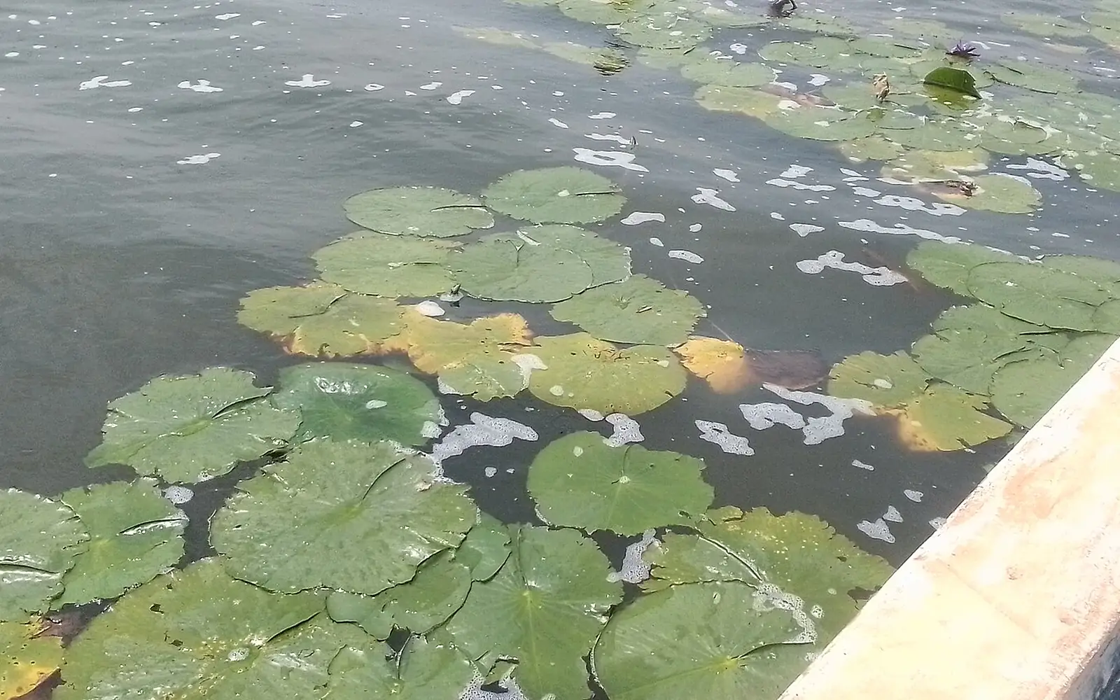 Amarebe hejuru ya Lac Rwihinda