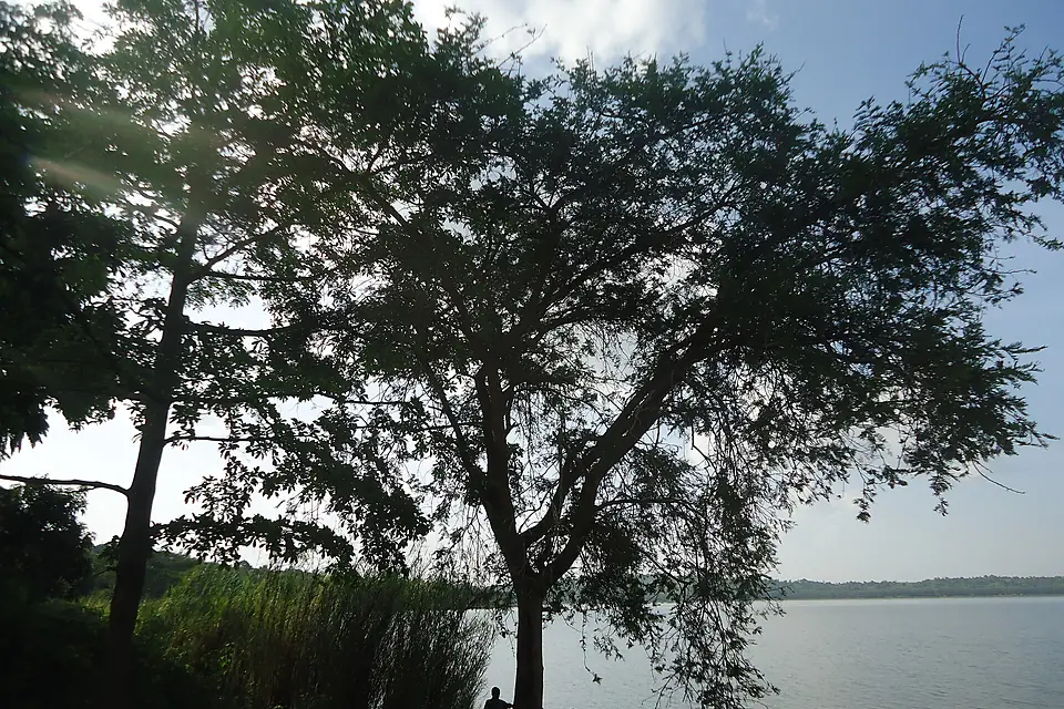 Arbres dans la nature du Lac Rwihinda