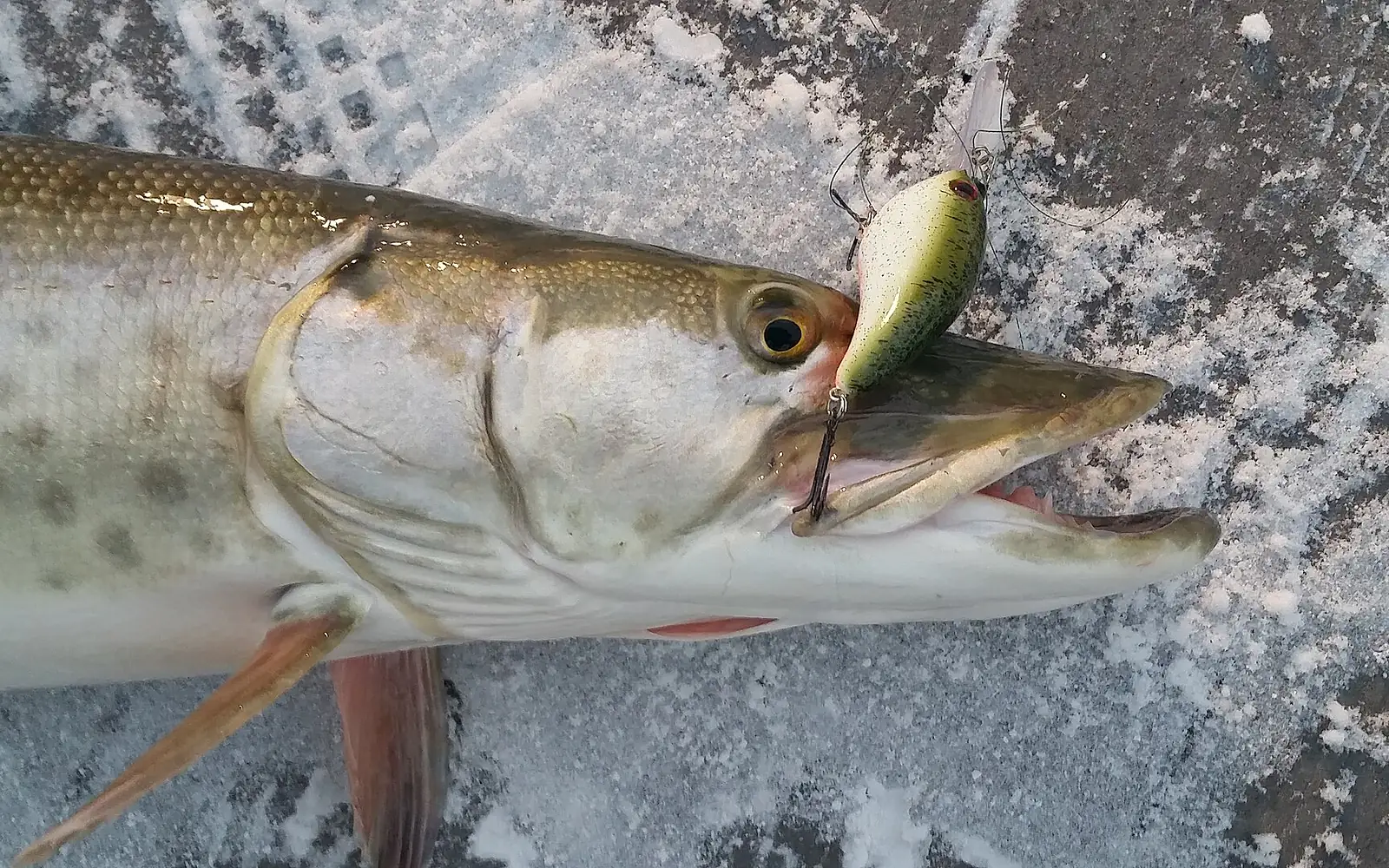 Great Lakes Muskie
