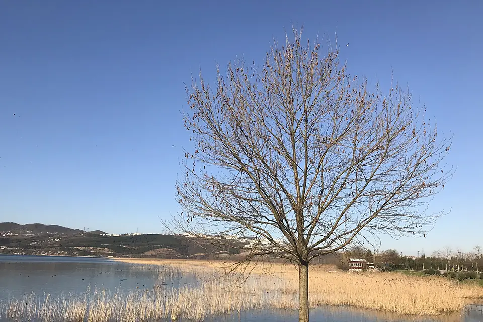 Sapanca Golu Sarı Mavi