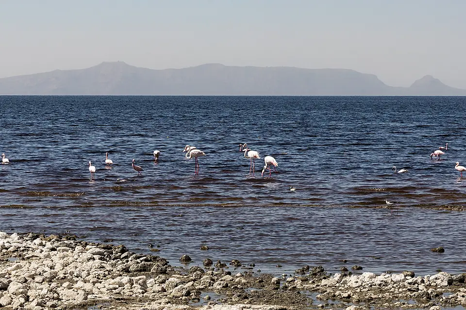 Oromia IMG 5559 Shala lake, Ethiopia (25929519828)