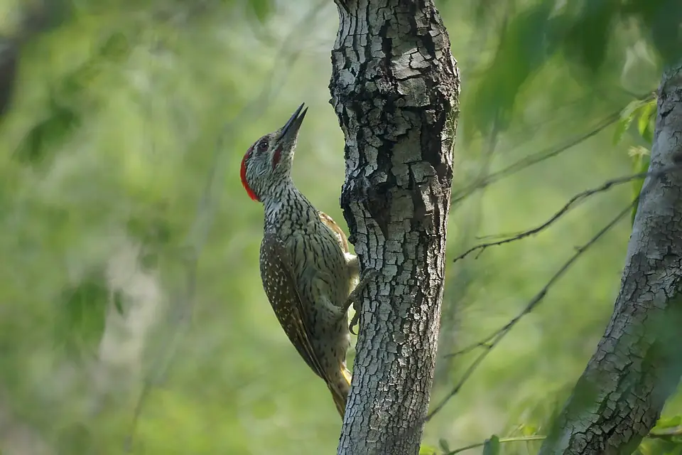 Golden-tailed Woodpecker (6577863277)