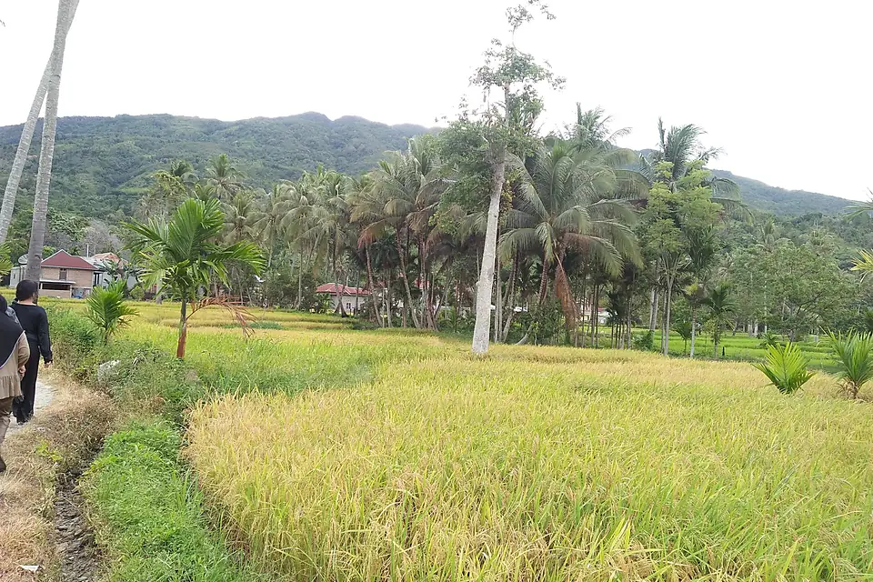 Area Persawahan di Dekat Danau Singkarak-10