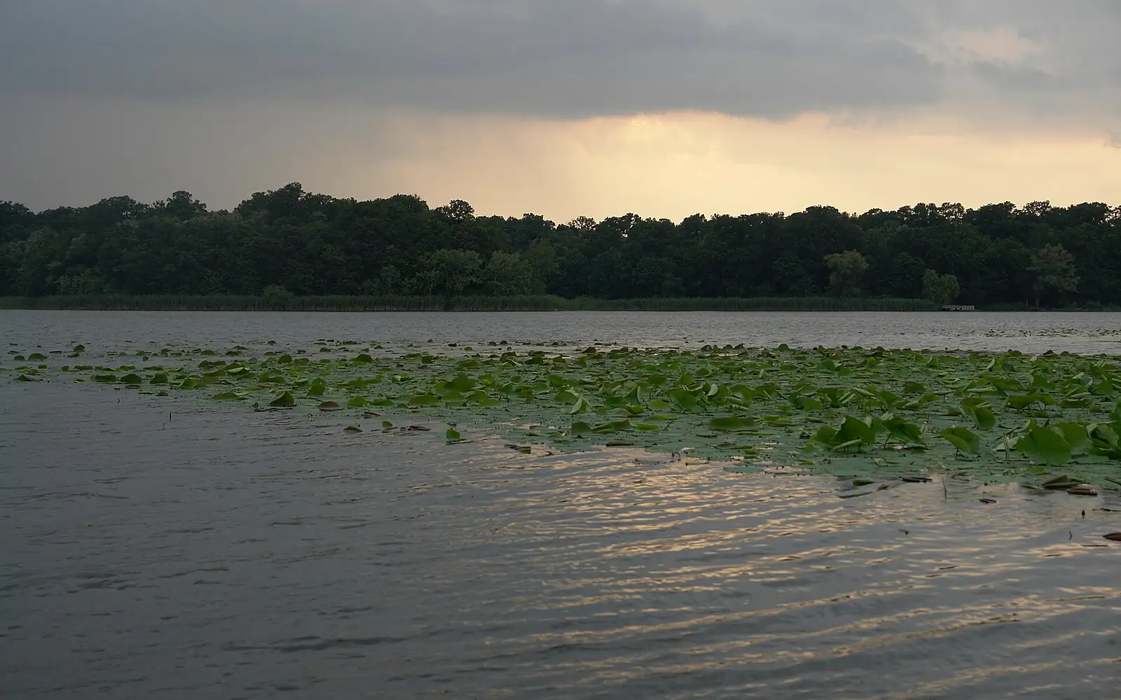 Snagov water lilies