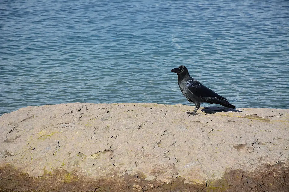 Crow at the shore of Lake Tazawa