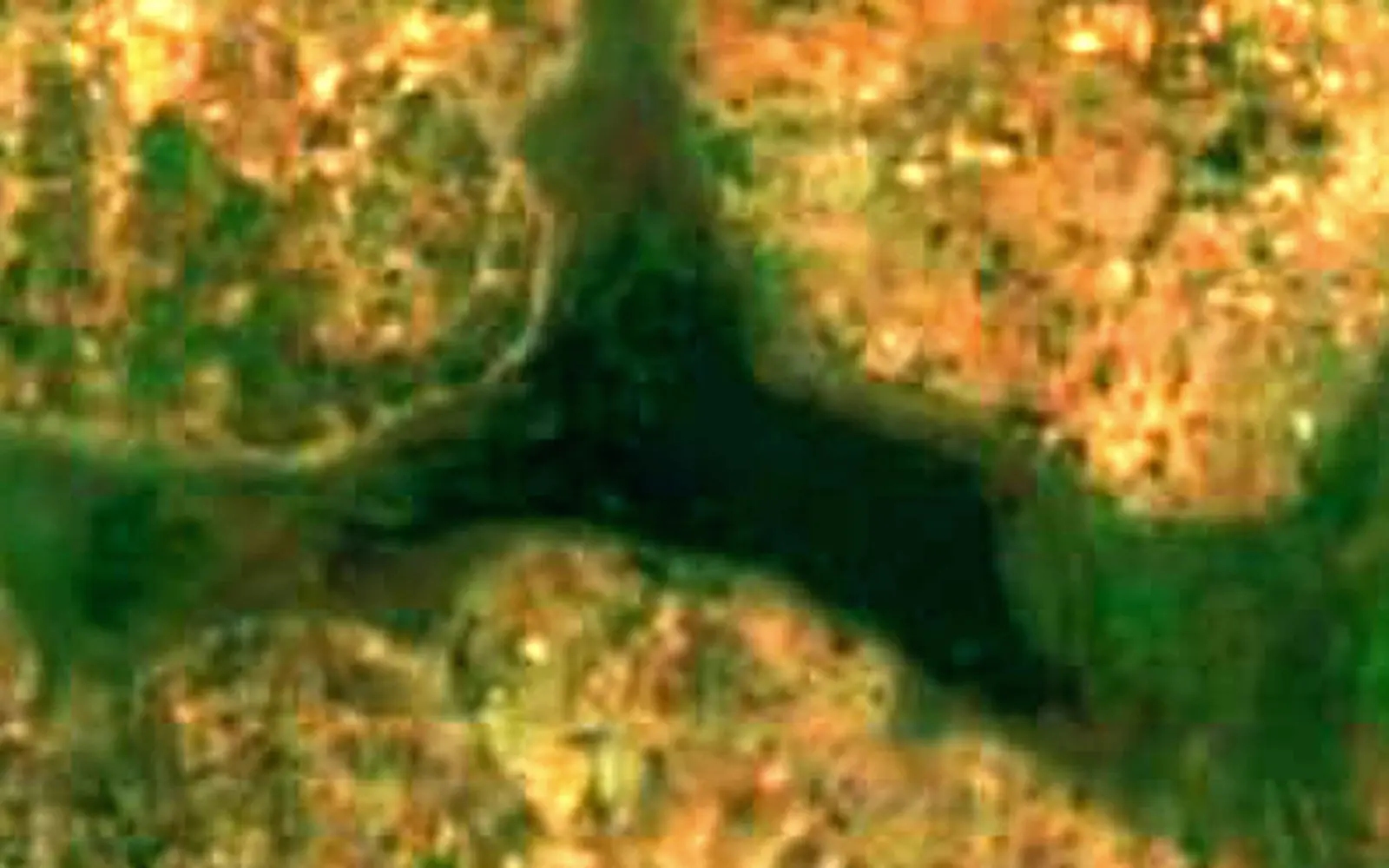 Lake Tengrela seen from space (Sentinel-2)