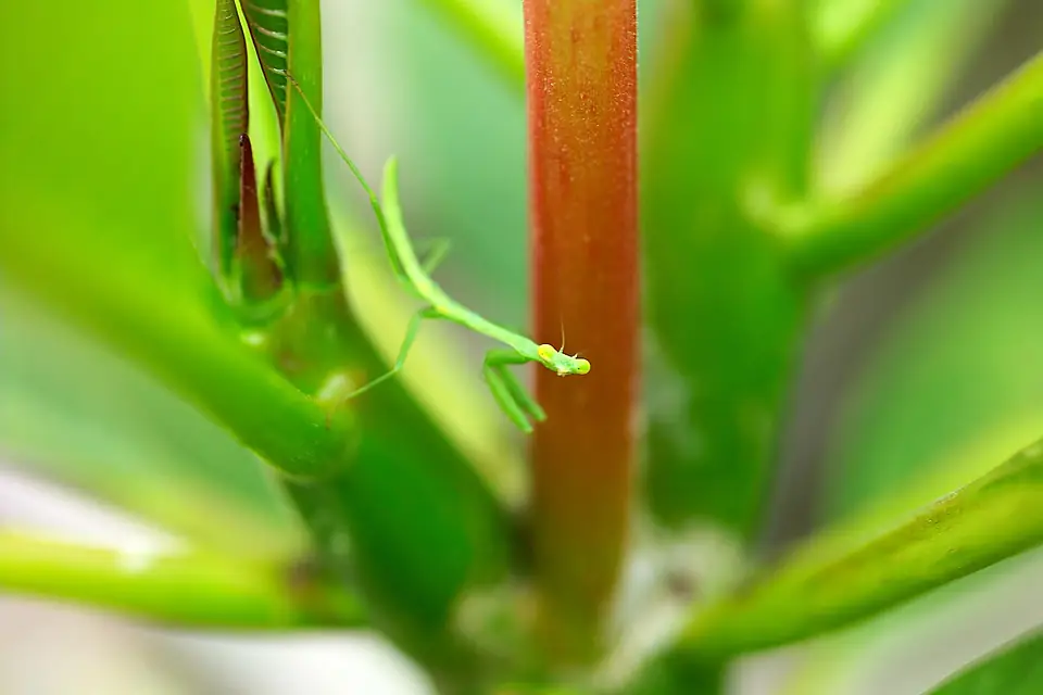 Praying Mantis on Plumeria C2ZH2310a