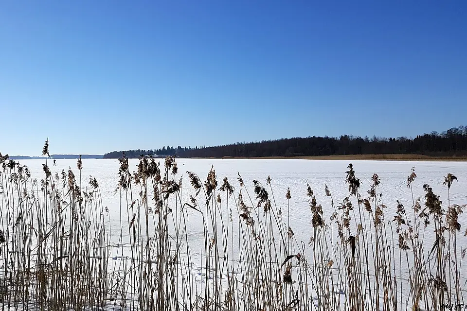 Beach a bed of reeds - panoramio