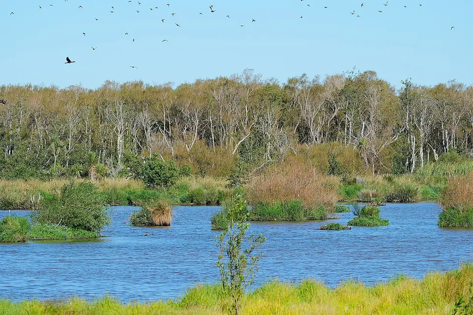 Birds flying above Barton's lagoon