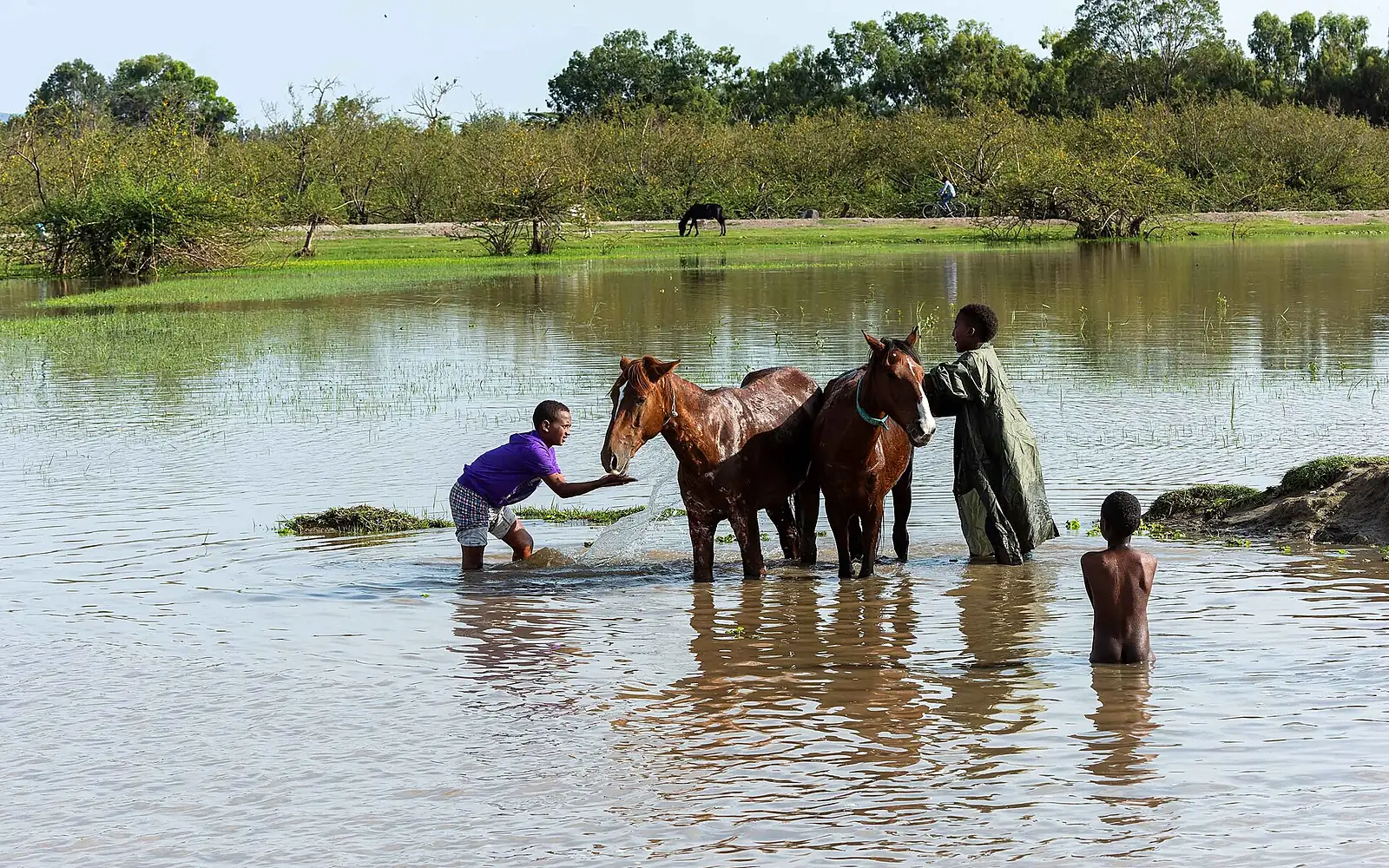 Horses at Lake Ziway (51233635510)