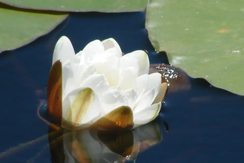 Flor del loto sobre las aguas del lago lanalhue - panoramio