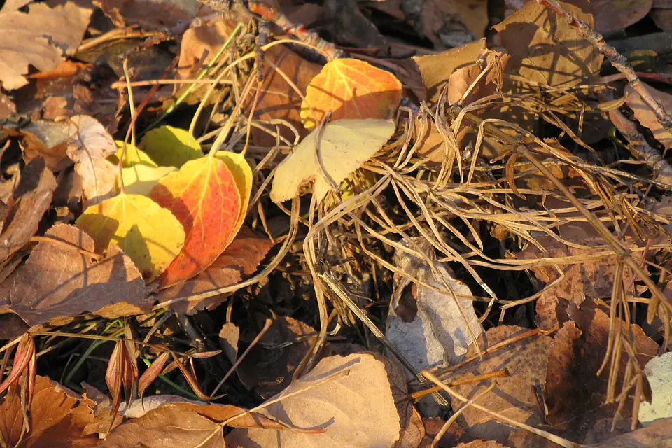 Lesser Slave Lake, Shore Fall 2010