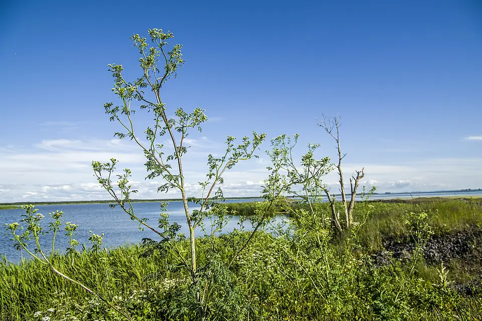 Conium maculatum near Liepājas lake. Болиголов пятнистый. - panoramio (1)
