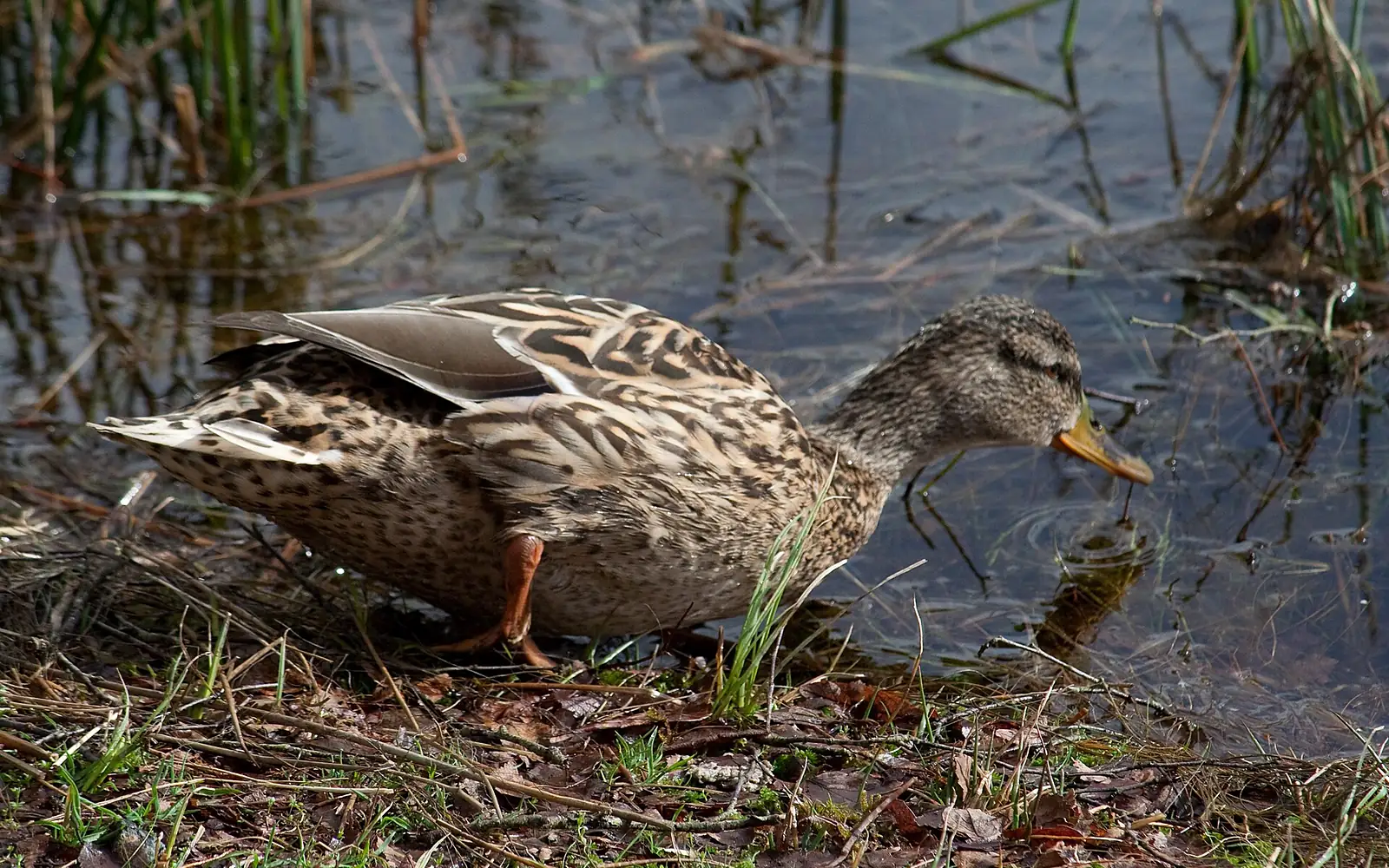Anas platyrhynchos -Loch Katrine, Scotland -female-8