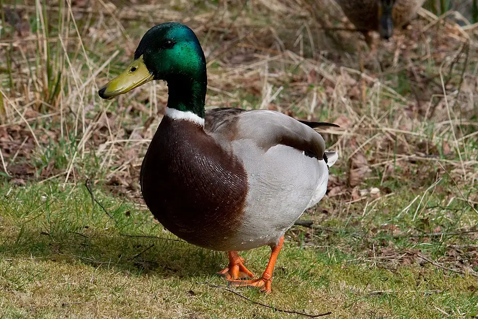 Anas platyrhynchos -Loch Katrine, Scotland -male-8