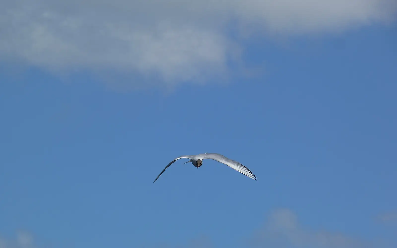 Black Headed Gull in flight Loch Leven
