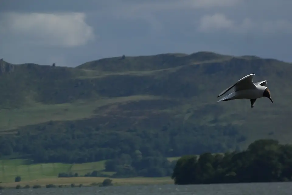 Black Headed Gull Loch Leven