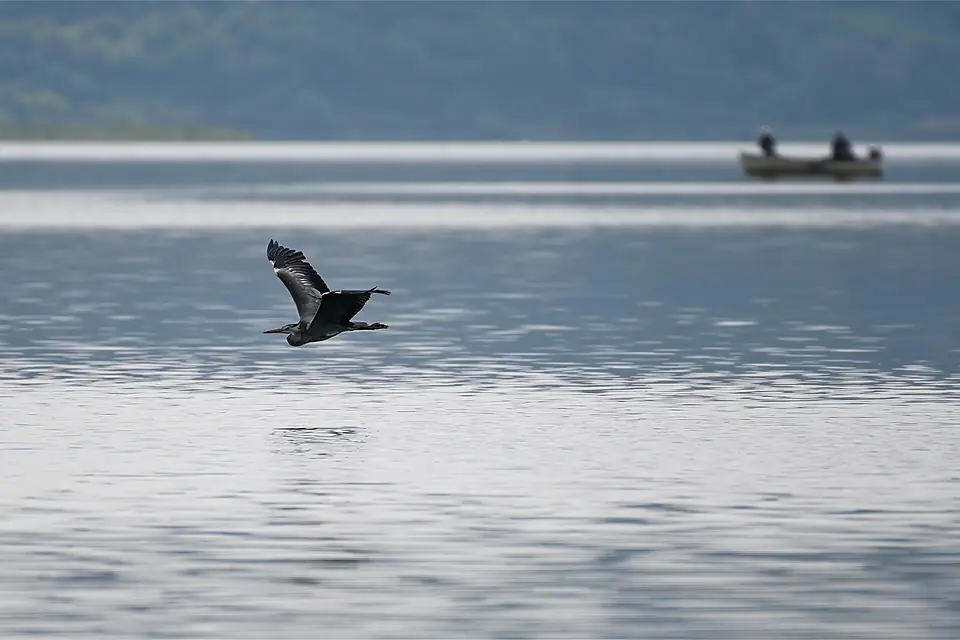 Grey Heron over Loch Leven