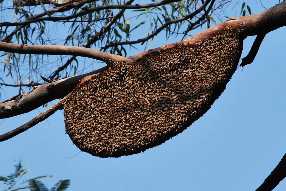 Half circle wild bee hive at Lonar Crater