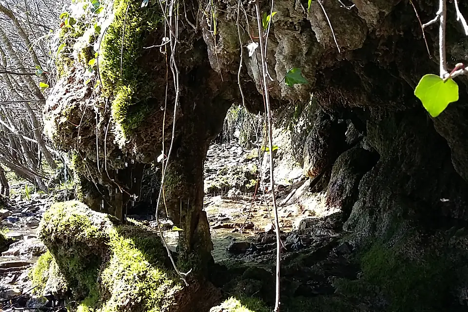 Exploring the Shores of Lough Allen. Discover Nature at its purest