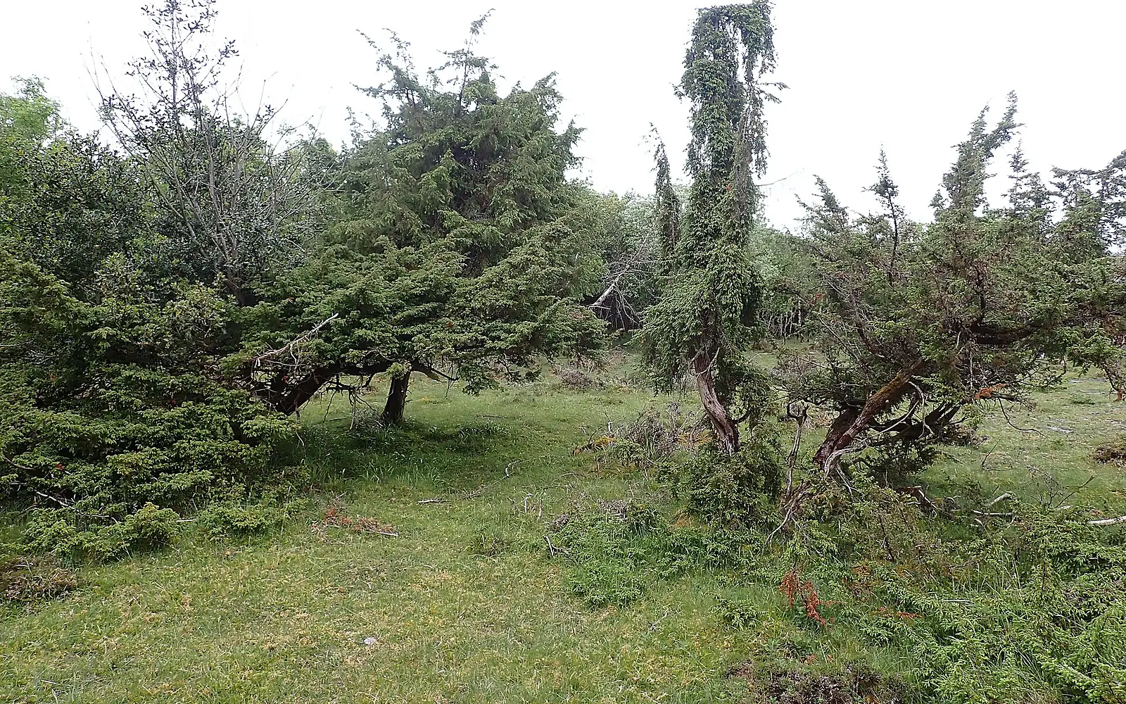 Juniper trees Lough Carra