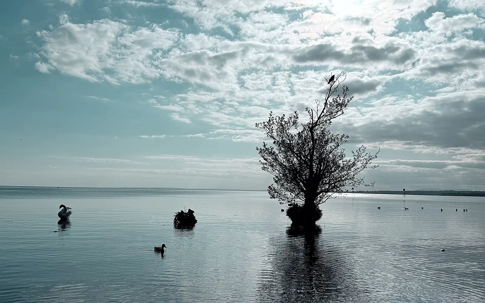 Birds & Shrubbery at Lough Neagh