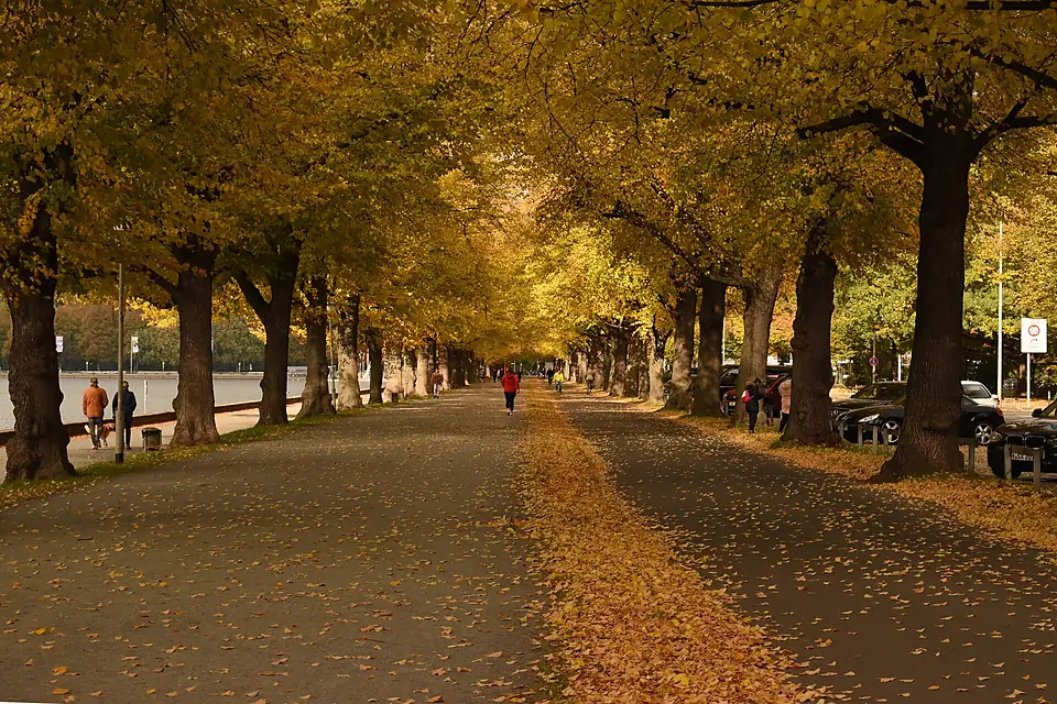 2020-10-19 Herbstbunte Lindenallee am Maschsee 01