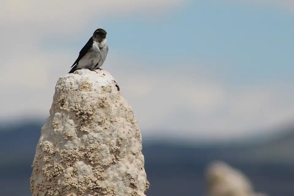 Bird at Mono Lake (51297829315)