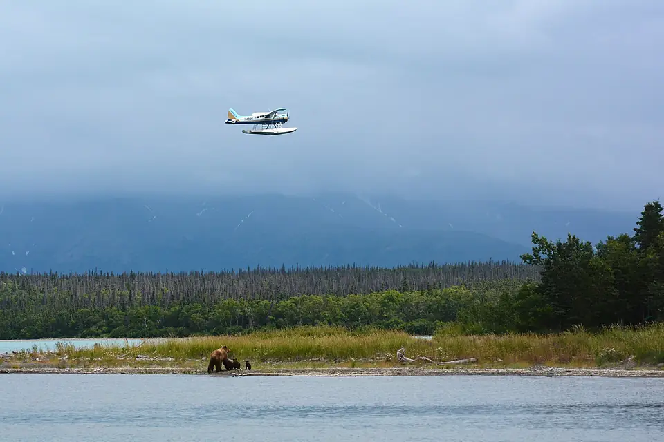 Float plane above mother bear with cubs. Naknek Lake, Katmai National Park, Alaska (28092935335)