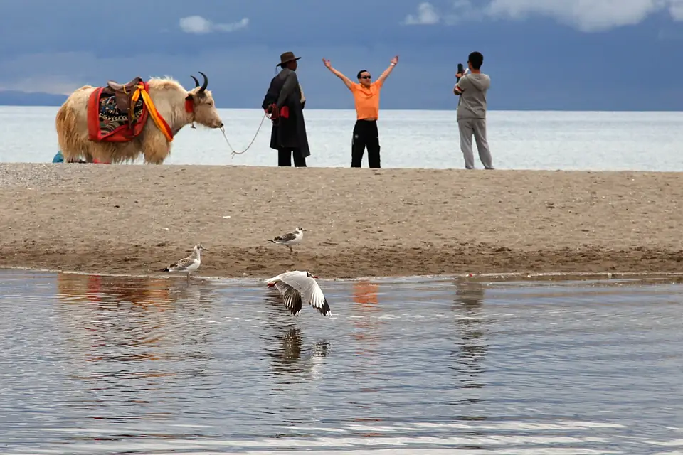 Gull At Namtso Lake With Yak And Funny Chinese (43114048)
